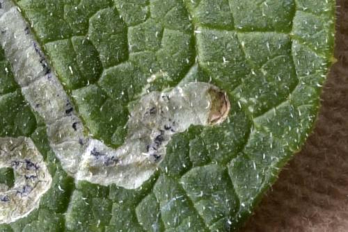 Réf. 315 384 : Phytomyza lappae